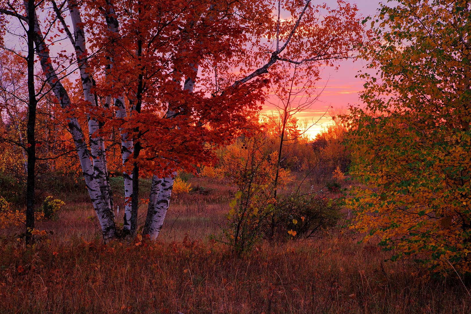 Birch Sunrise Michigan Julian Bunker Photography