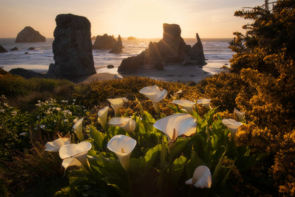 Calla-Lilies-at-Sunset---For-Web---Orton---2020