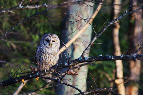 Barred-Owl-Stare---For-Web---Cropped