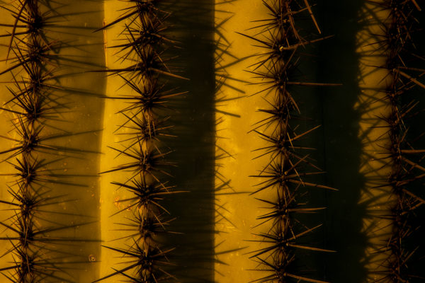 Cactus-Close-Up---For-Web---Orton---2020