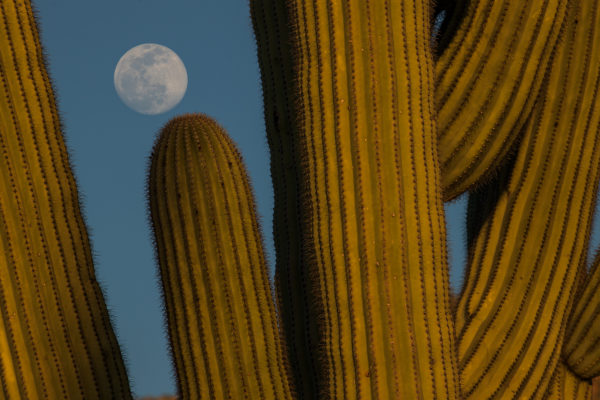 Cactus-and-the-Moon---For-Web---2020