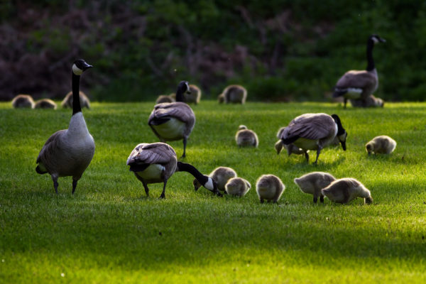 Geese-Families--For-Web