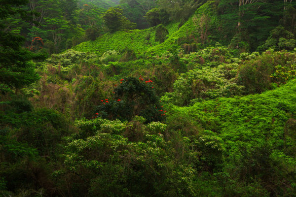 Kawai-Rainforest---For-Web