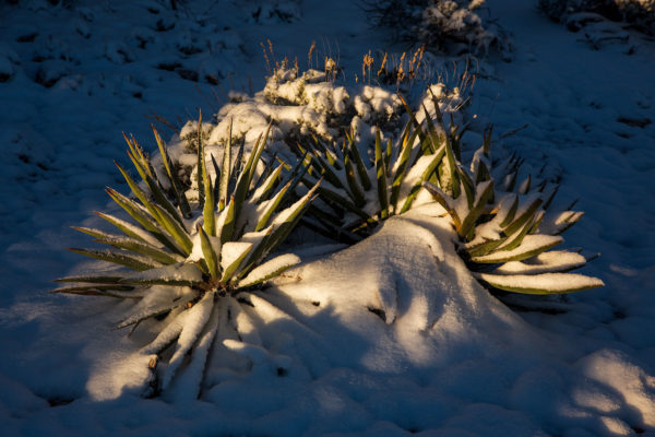 Snow-and-Agave---2020---For-Web